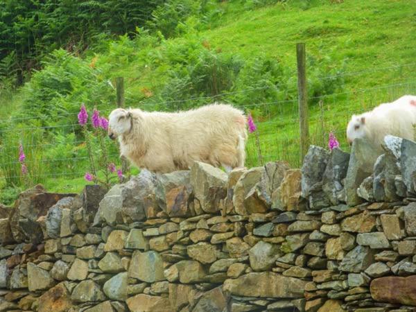 Tyn Llwyn Villa Dolgellau Kültér fotó